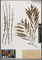 Foto von Salix sericea Marshall